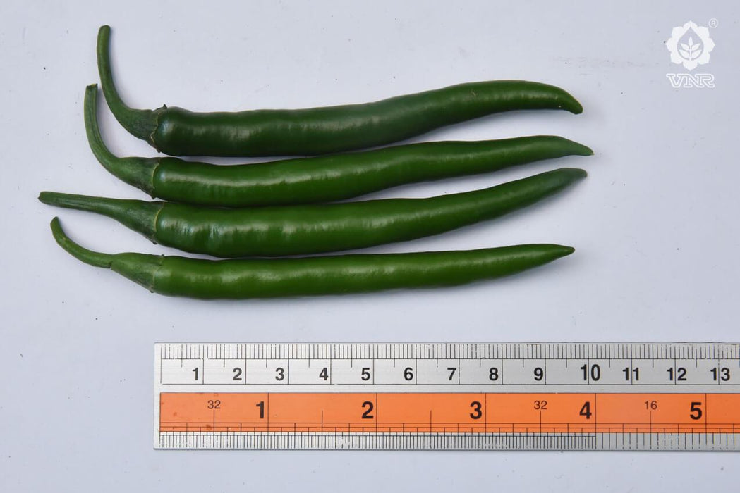 vnr 1307 f1 hybrid chilli (vnr seed's)