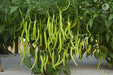 vnr-145 f1 hybrid chilli (vnr seeds)