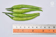 vnr 223 f1 hybrid chilli (vnr seed's)