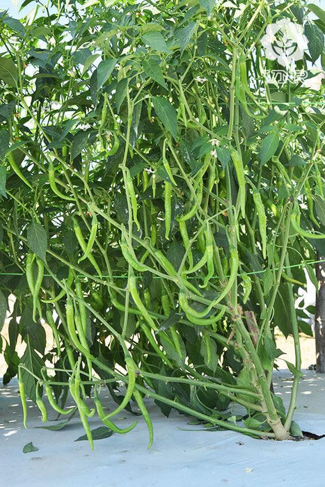 vnr 277 f1 hybrid chilli (vnr seed's)