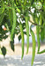 vnr-332 (rani) f1 hybrid chilli (vnr seed's)