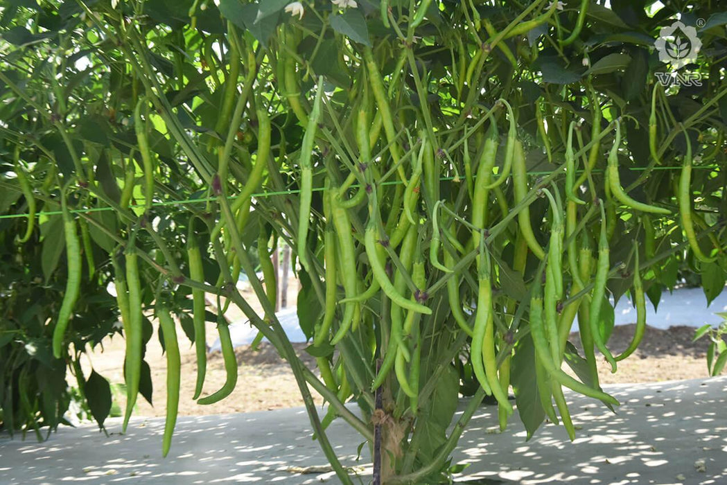 vnr-332 (rani) f1 hybrid chilli (vnr seed's)