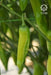 vnr 38 f1 hybrid chilli (vnr seed's)