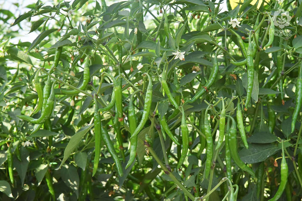 vnr 75 f1 hybrid chilli (vnr seed's)