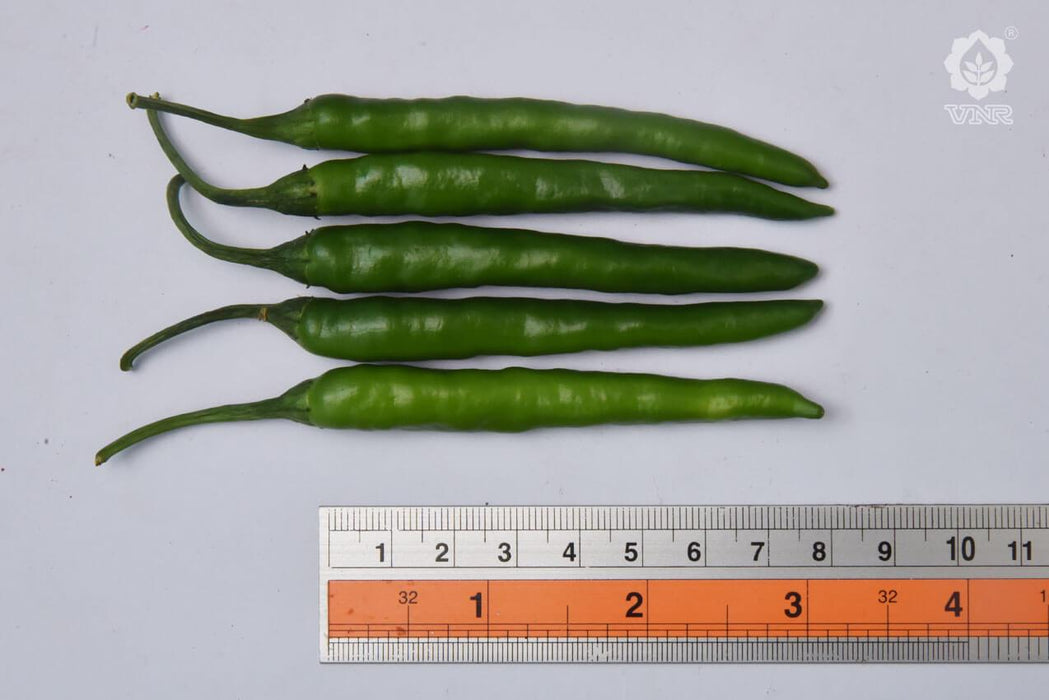 vnr 75 f1 hybrid chilli (vnr seed's)