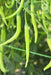 vnr 978 f1 hybrid chilli (vnr seed's)