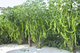 vnr 978 f1 hybrid chilli (vnr seed's)