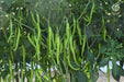 vnr g-203 f1 hybrid chilli (vnr seed's)