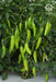 vnr g-907 f1 hybrid chilli (vnr seed's)