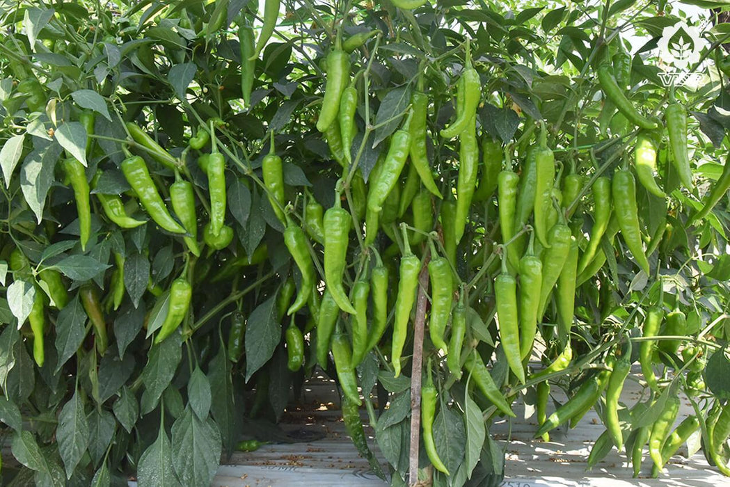 vnr s-212 f1 hybrid chilli (vnr seed's)