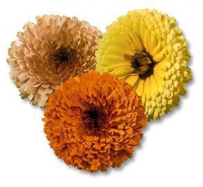 touch of red™ calendula (benary seeds)