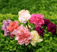 Carnation Chabaud Mix Dianthus Caryophyllus Seeds - Farmers Stop