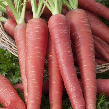 carrot red long f1 hybrid quality seeds  (garden festival)