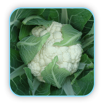 anandi/आनंदी hybrid cauliflower (sungro seeds)