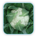 anandi/आनंदी hybrid cauliflower (sungro seeds)