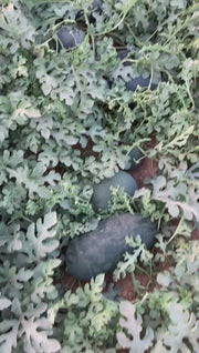 Lantus F1 Hybrid IceBox Watermelon - High-Yield, Disease-Tolerant Fruit Seed | Konico Seeds