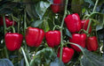 celin f1 hybrid red capsicum (syngenta)