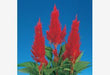 century celosia argentea plumosa mix f1 (sakata) fire