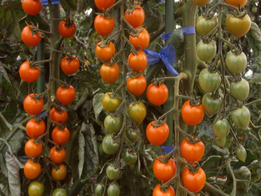 suncherry extra sweet f1 hybrid cherry tomato (tokita seeds)