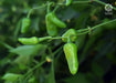 gundu f1 hybrid chilli (vnr seed's)