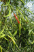 vnr g-273 (jyothi) f1 hybrid chilli (vnr seed's)