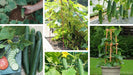 cucumber/खीरा  f1 hybrid kitchen pack (konico seeds)