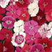 ultra shine f1 hybrid dianthus mix color (garden festival)