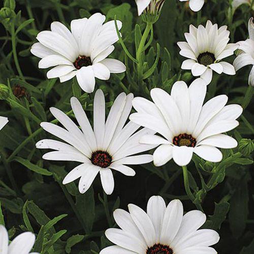 african daisy crosta white dimorphotheca (garden festival)
