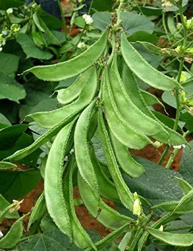 sem phali (lima beans) bush type