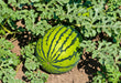 dragon plus f1 hybrid watermelon (konico seeds)