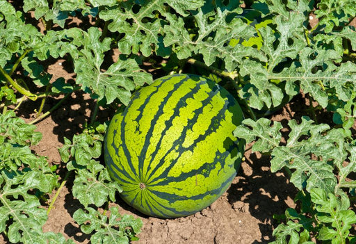 dragon plus f1 hybrid watermelon (konico seeds)