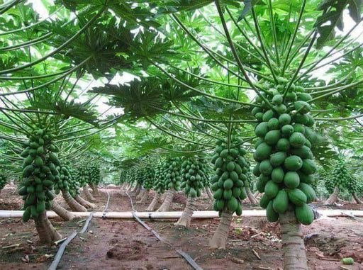 papaya dwarf quality hybrid f1 seeds