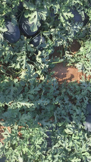 Bheemraja/भीमराजा F1 Hybrid IceBox Watermelon (Konico Seeds)