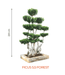 big bonsai ficus 5.5 forest plants - farmers stop ficus 5.5 forest (220cm)