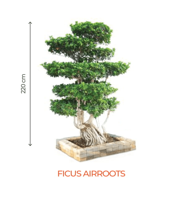 big bonsai ficus air roots plant - farmers stop ficus air-roots (220cm)