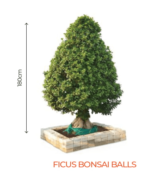big bonsai ficus bonsai balls plants - farmers stop bonsai balls - 2 (180cm)