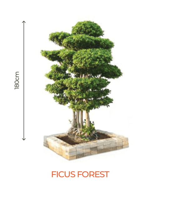 big bonsai ficus forest plants - farmers stop forest - 2 (180cm)