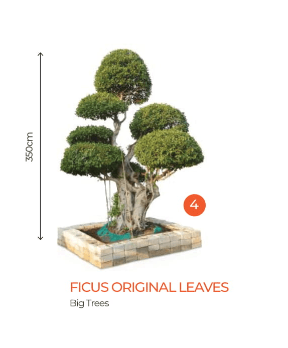 big bonsai ficus original leaves plants - farmers stop big trees - 2 (350cm)