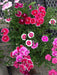 floral lace™ mixture dianthus mix seed (panamerican)