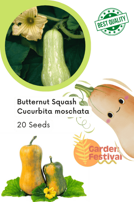 butternut squash hybrid quality (garden festival)