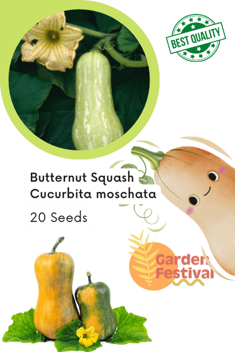 butternut squash hybrid quality (garden festival)