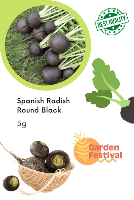 spanish radish round black (garden festival)