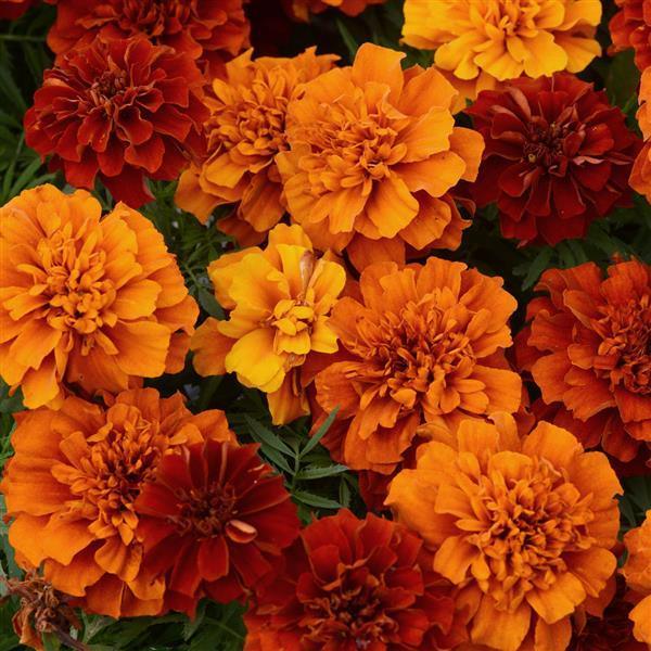 fireball french marigold (panamerican)