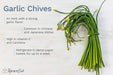 Garlic Chives Premium Herb(Garden Festival, Coutry of Origin - Netherlands) - Farmers Stop