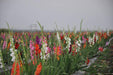 gladiolius/ग्लैडिओलियस flower tuberose bulbs (farmers stop)