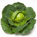 golden cross/गोल्डन क्रॉस f1 cabbage (takii seeds)