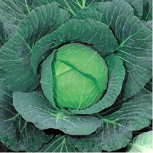green coronet/ग्रीन करोनेट  f1 cabbage (takii seeds)