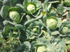 green presto 8228 f1 hybrid cabbage (tokita seeds)