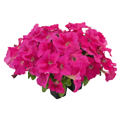 hanging baskets petunia x hybrida grandiflora f₁ success! hd (benary) 1000 seeds / pink