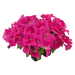 hanging baskets petunia x hybrida grandiflora f₁ success! hd (benary) 1000 seeds / pink